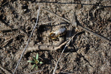The bee sits on the ground