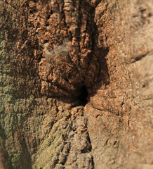 bark of oak tree