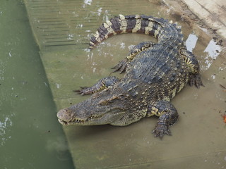 crocodile farm in Thailand