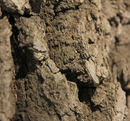 bark of oak tree