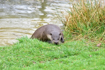 Otter