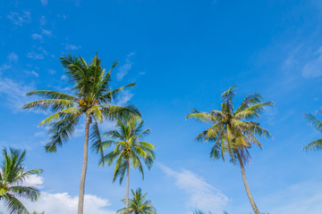 Fototapeta na wymiar Coconut tree over blue sky .