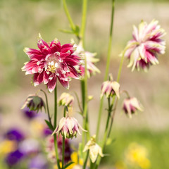 Aquilegia flowers