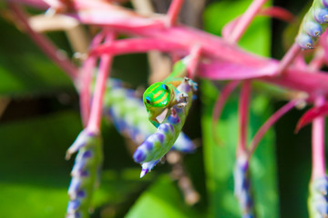 Colorful gecko