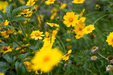 Flowers Heliopsis