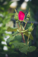 Red rosebud on the field