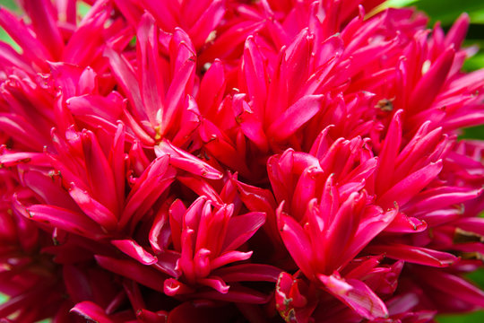 Close-up Of Red Ginger