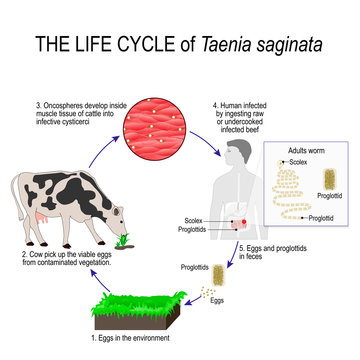 the life cycle of taenia saginata or beef tapeworm