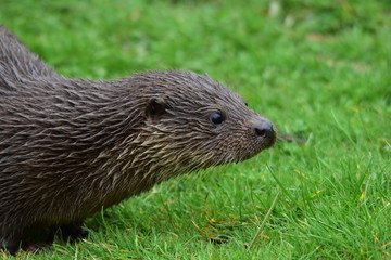 Otter