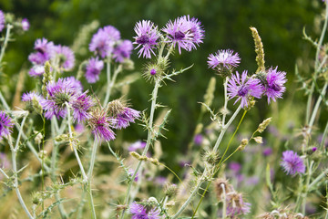 Lilac flowers in the field