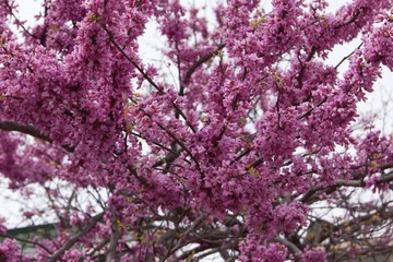 Cercis siliquastrum, commonly known as the Judas tree or Judas-tree,
Order: Fabales
Family:	Fabaceae
Genus:	Cercis
Species:	C. siliquastrum
Synonyms Siliquastrum orbicularis Moench