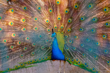 Obraz premium peacock