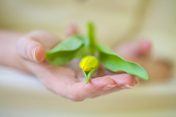 yellow tulip in hands