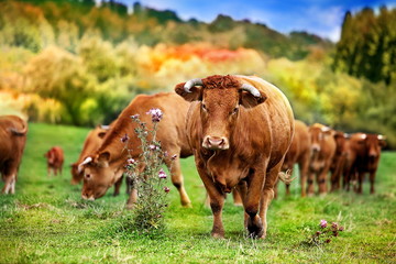 Herd of red cows on autumn meadow in mountains