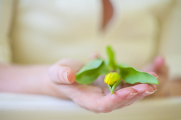 yellow tulip in hands