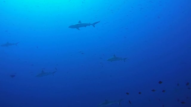 school of fish grey reef shark (Carcharhinus amblyrhynchos) In blue water, Indian Ocean, Maldives
