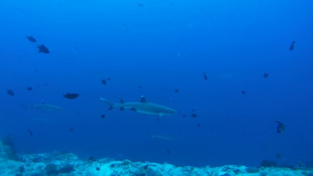 school of fish whitetip reef shark (Triaenodon obesus) In blue water, Indian Ocean, Maldives
