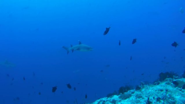 school of fish whitetip reef shark (Triaenodon obesus) In blue water, Indian Ocean, Maldives
