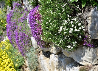Obraz premium fleurs