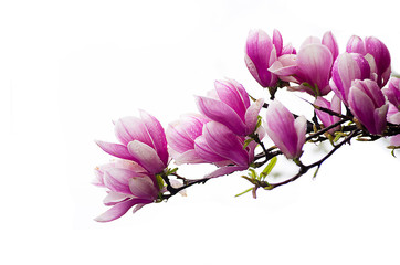 Große und zarte Blüten Magnolie