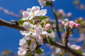 Pink and white apple blossom buds with bee