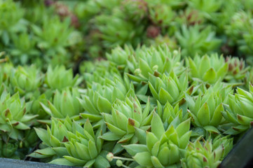 Fototapeta premium plante succulente texture