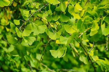 Green and yellow fall leaves of Gingko Biloba - healing plant, nature vintage background