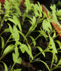 Hot pepper cultivation i