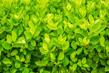 Obraz premium Fresh green leaves with water drop .