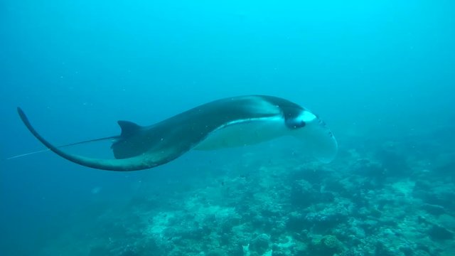 Giant oceanic manta ray (Manta birostris) swims over a coral reef in blue water, Indian Ocean, Maldives

