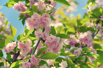 Fresh pink flowers of sakura growing in the garden against blue sky, natural spring outdoor background