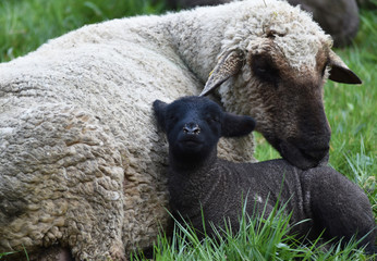 Schaf mit Nachwuchs