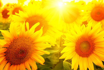  sunflowers and sun