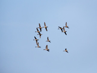 a flock of wild ducks in the blue sky