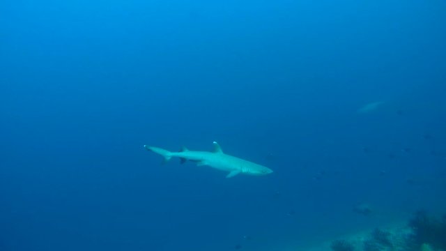 whitetip reef shark (Triaenodon obesus) In blue water over coral reef, Indian Ocean, Maldives
