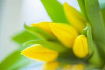 yellow tulips
