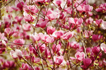 Blossoming of magnolia flowers in spring time, retro vintage hipster image