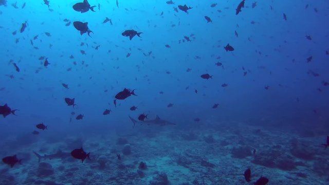 Grey reef sharks (Carcharhinus amblyrhynchos) and school of fish red-toothed triggerfish (Odonus niger) in blue water, Indian Ocean, Maldives
