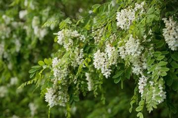 Blossoming of white acacia flowers at springtime, natural outdoor seasonal floral background