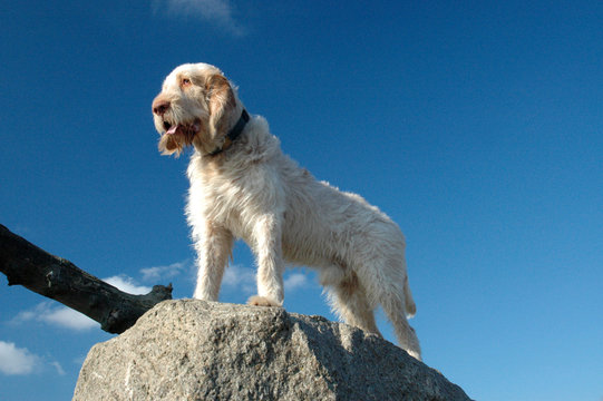 Spinone dog stands elevated over the photographer on a large stone.