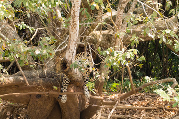 Jaguar from Pantanal, Brazil