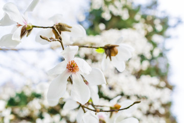 Blooming white magnolia in park