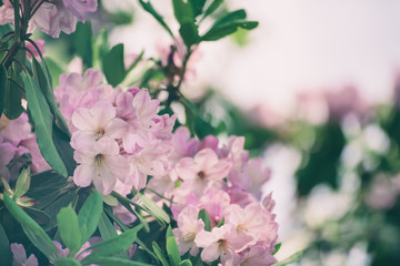 Flowering of fresh tender Rhododendron maximum pink flowers with green leaves at spring time. Natural floral seasonal holiday background with copy space.