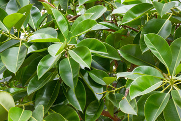 Ficus leaves texture green detail. Ficus background
