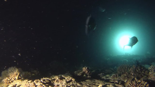 Bigeye trevally (Caranx sexfasciatus) and Whitetip reef shark (Triaenodon obesus) are looking for food at night, Indian Ocean, Maldives

