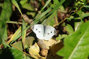 White butterfly in natural environment