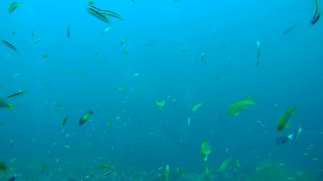 School of tropic fish fussing in blue water, Indian Ocean, Maldives
