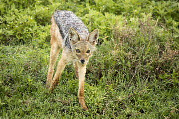 Black backed jackal, Ngorongoro Conservation Area, Tanzania