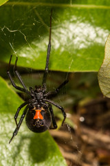 Black Widow Spider