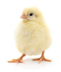 Small yellow chicken.